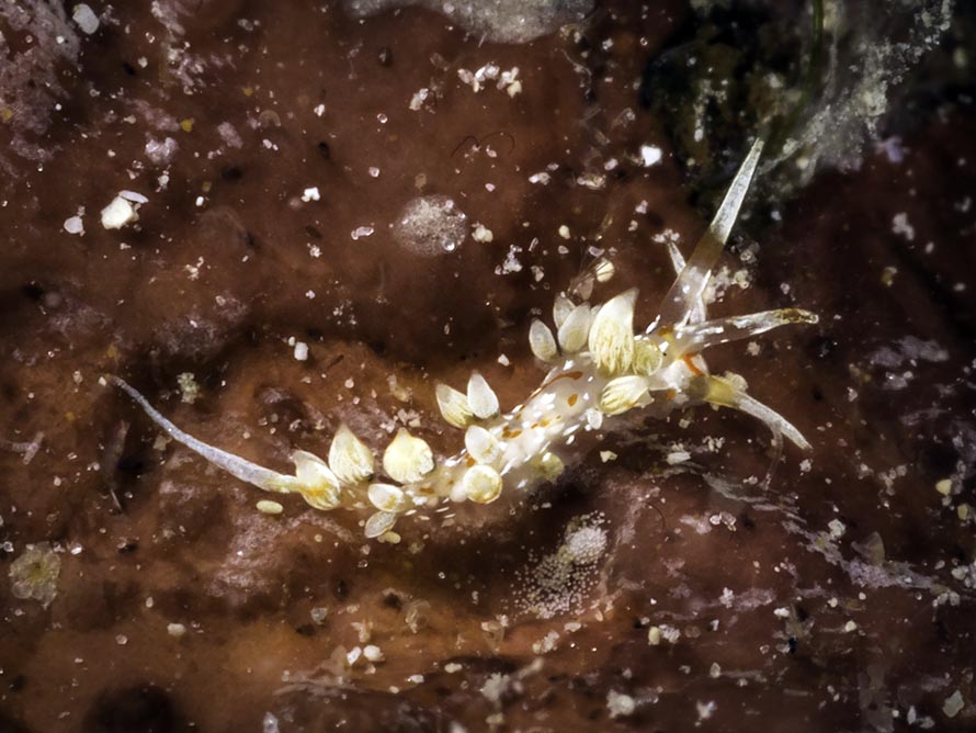 Facelinid sp. F